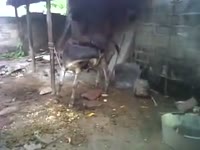 Animal cums on a farm xxx video